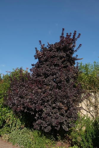 Bright Purple Summer Leaves on a Smoke Tree (Cotinus coggygria 'Royal Purple') Growing in a Herbaceous Border with a Blue Sky Background in a Garden in Rural Devon, England, UK